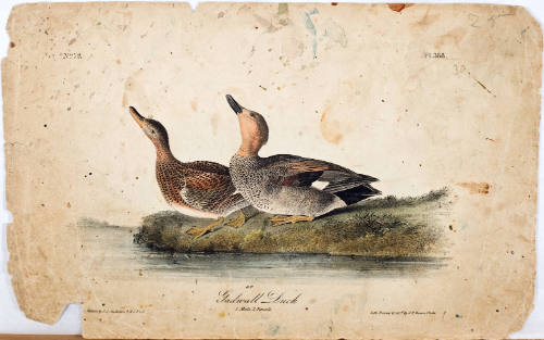 Gadwall Duck