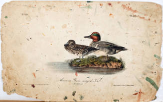 American Green-winged Teal