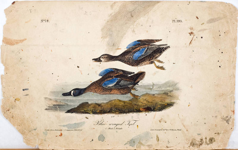 Blue-winged Teal