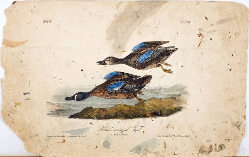 Blue-winged Teal