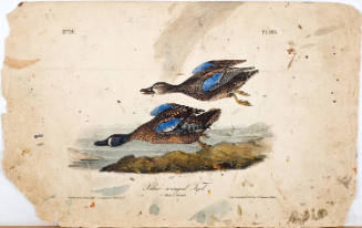 Blue-winged Teal