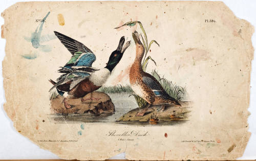 Shoveller Duck