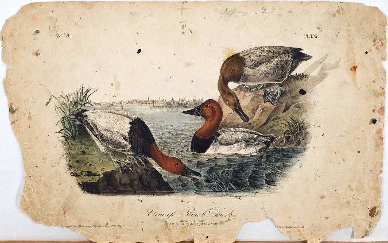 Canvasback Duck
