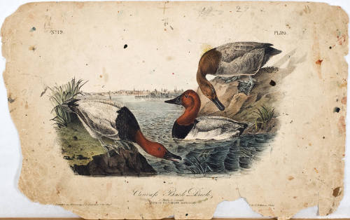 Canvasback Duck