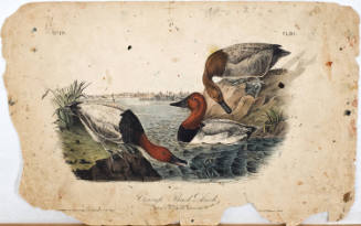 Canvasback Duck
