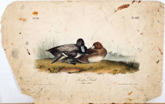 Scaup Duck