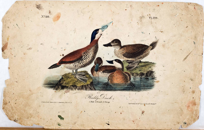 Ruddy Duck