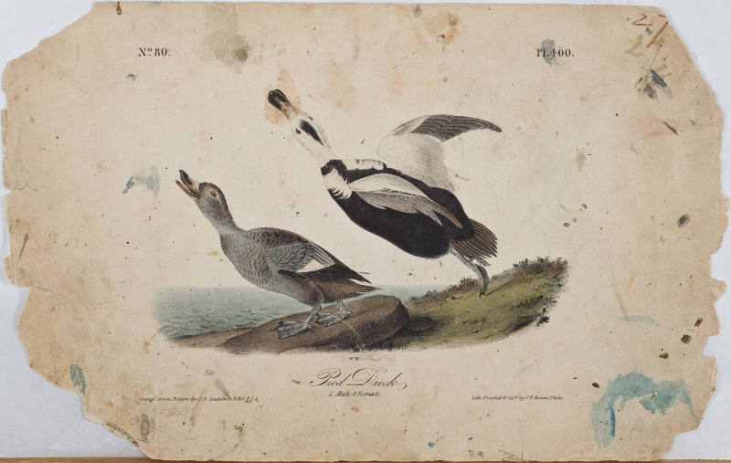 Pied Duck