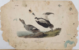 Pied Duck