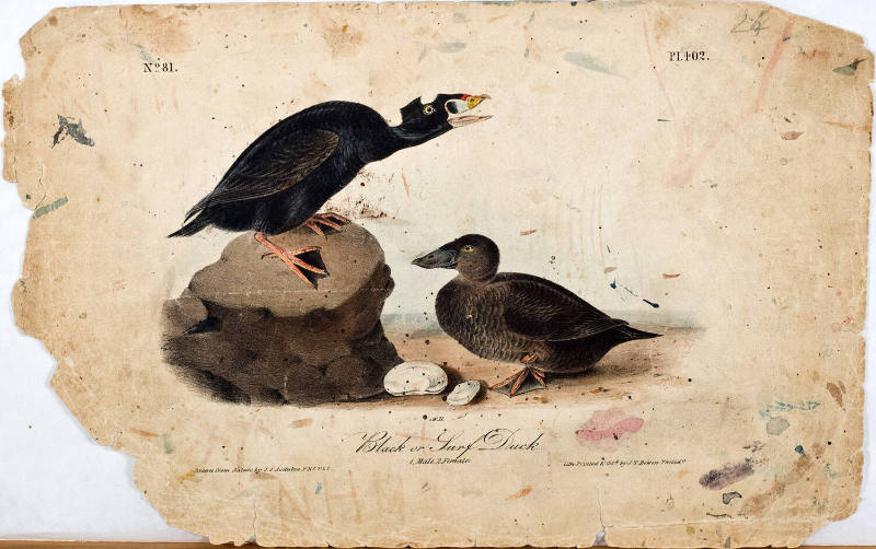 Black or Surf Duck