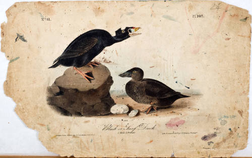 Black or Surf Duck