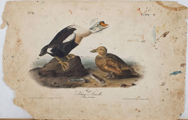 King Duck