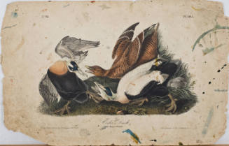 Eider Duck