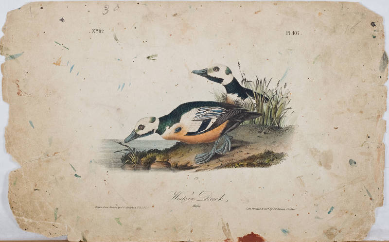 Western Duck