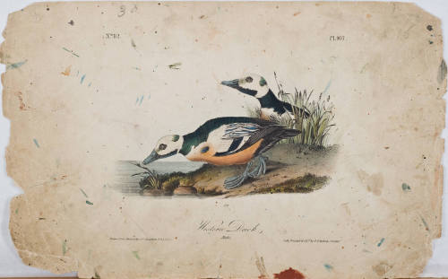 Western Duck