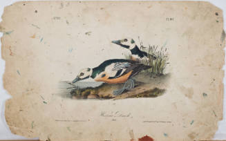 Western Duck