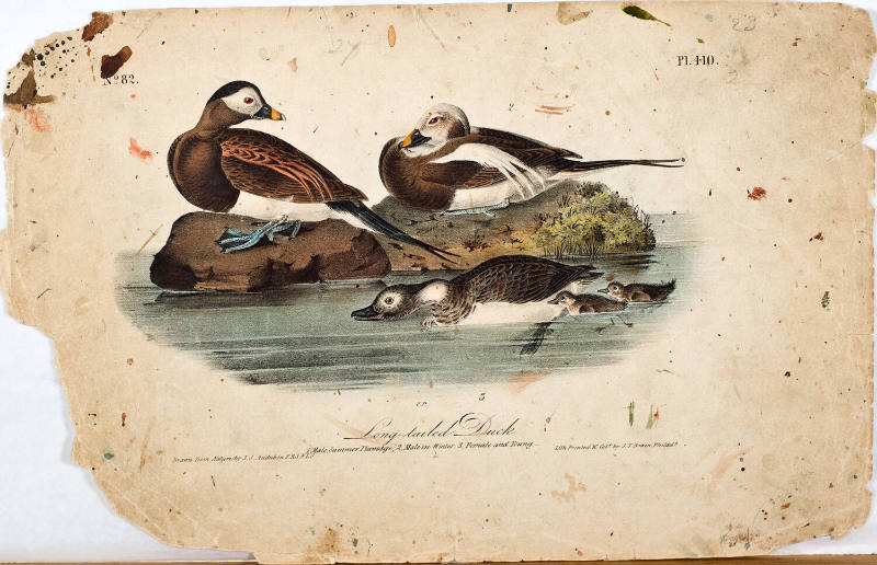 Long-tailed Duck