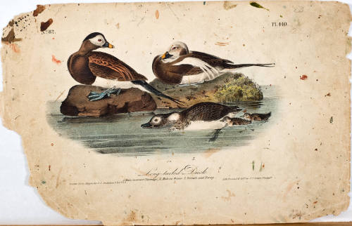 Long-tailed Duck