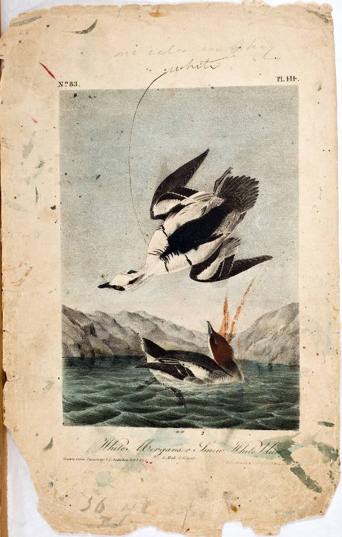White Merganser Smew, White Nun
