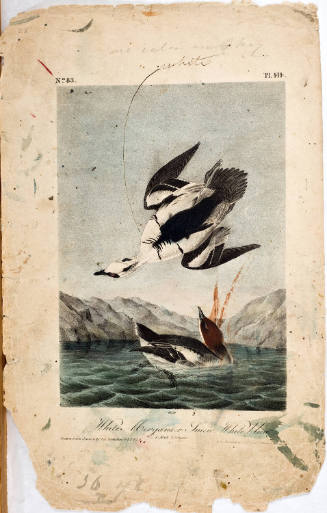 White Merganser Smew, White Nun