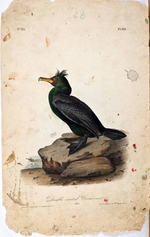 Double-crested Cormorant
