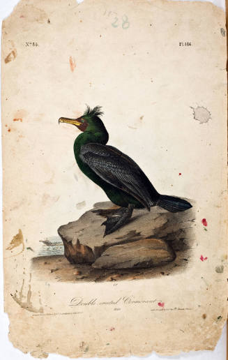 Double-crested Cormorant