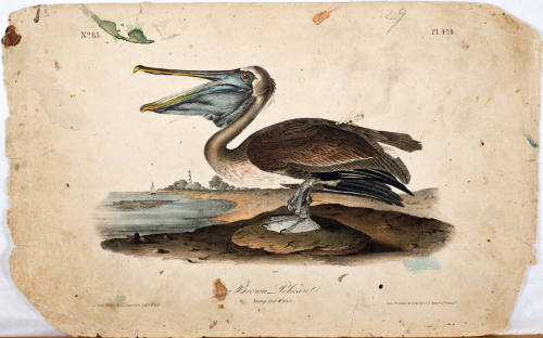 Brown Pelican