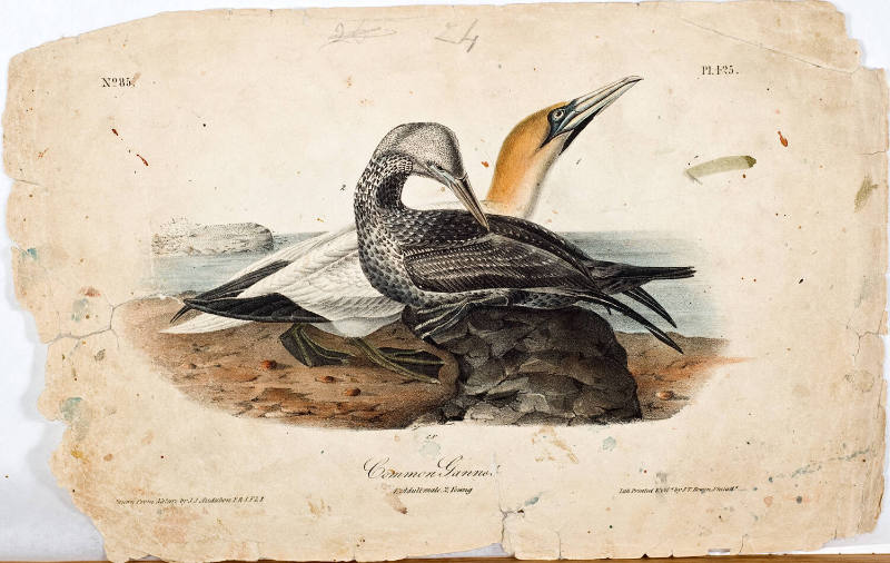 Common Gannet