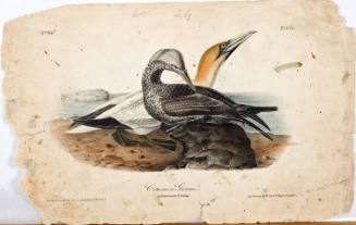 Common Gannet