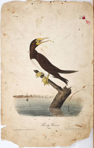 Booby Gannet