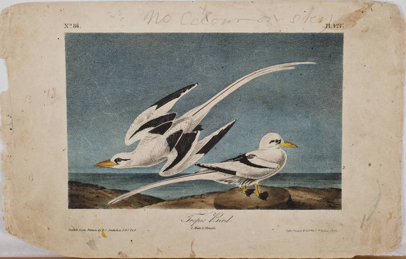 Tropic Bird