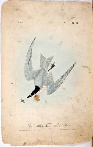 Gull-billed Tern  Marsh Tern
