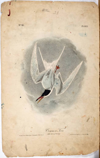 Common Tern