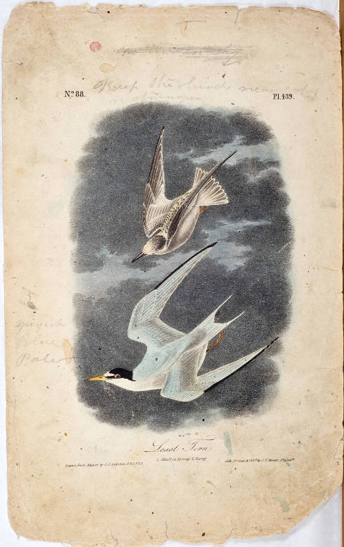 Least Tern
