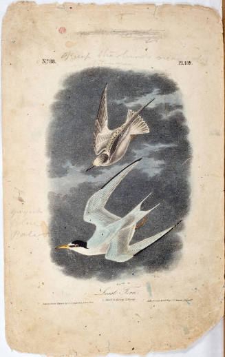 Least Tern