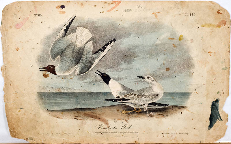 Bonapartes Gull