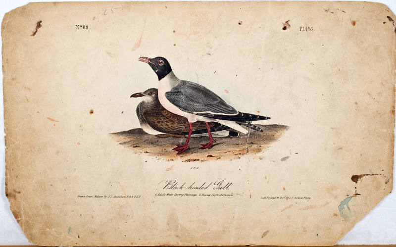 Black-headed Gull