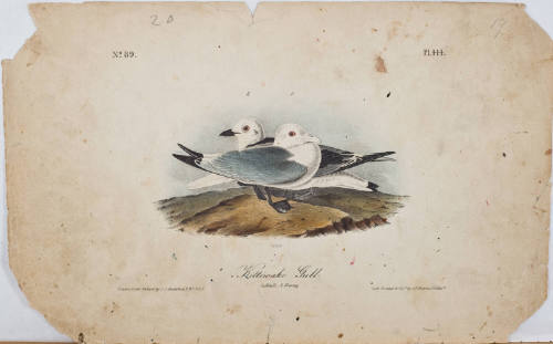 Kittiwake Gull