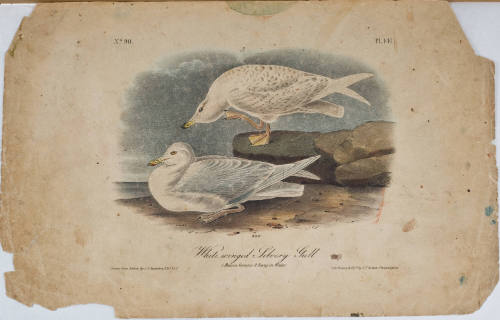 White winged Silvery Gull