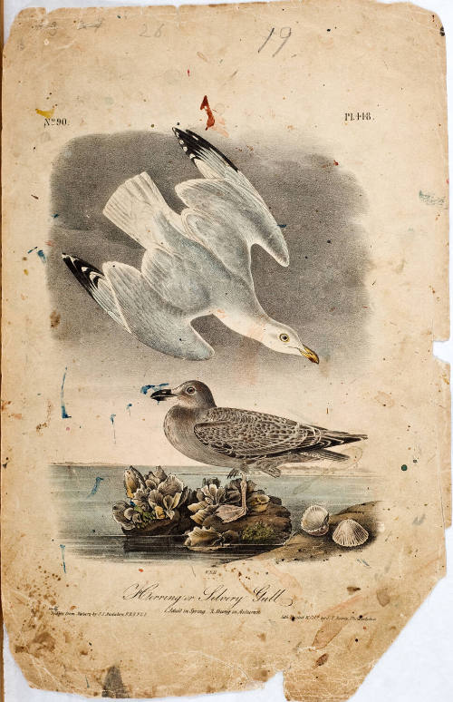 Herring or Silvery Gull