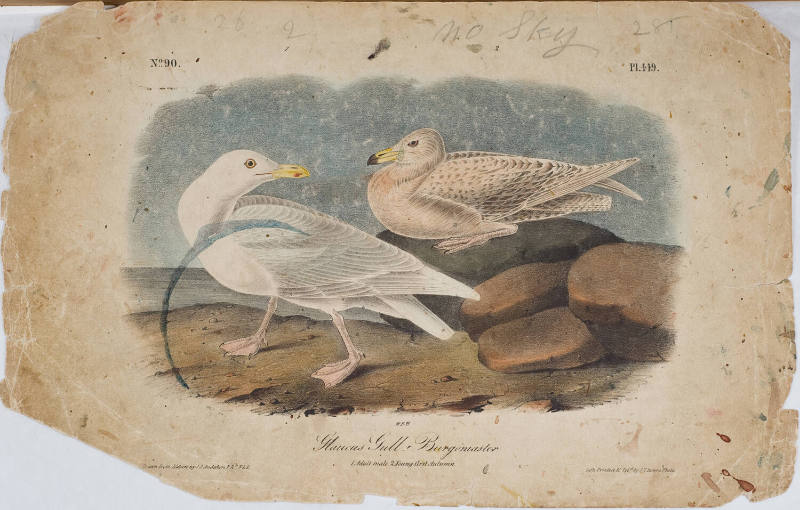 Glaucous Gull-Burgomaster