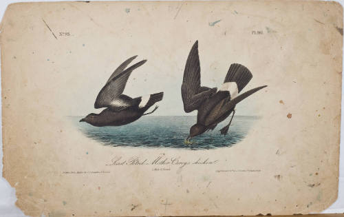 Least Petrel-Mother Carey's Chicken