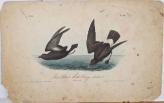 Least Petrel-Mother Carey's Chicken