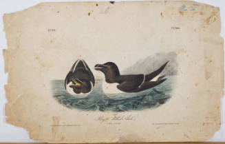 Razor-billed Auk