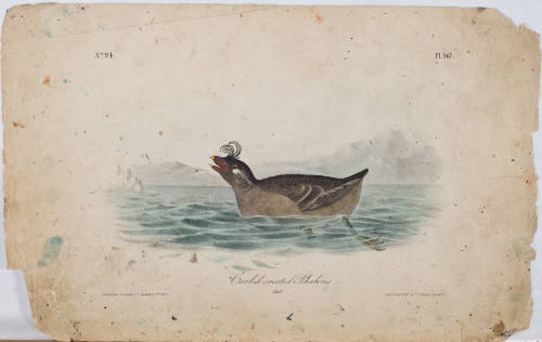 Curled-crested Phaleris