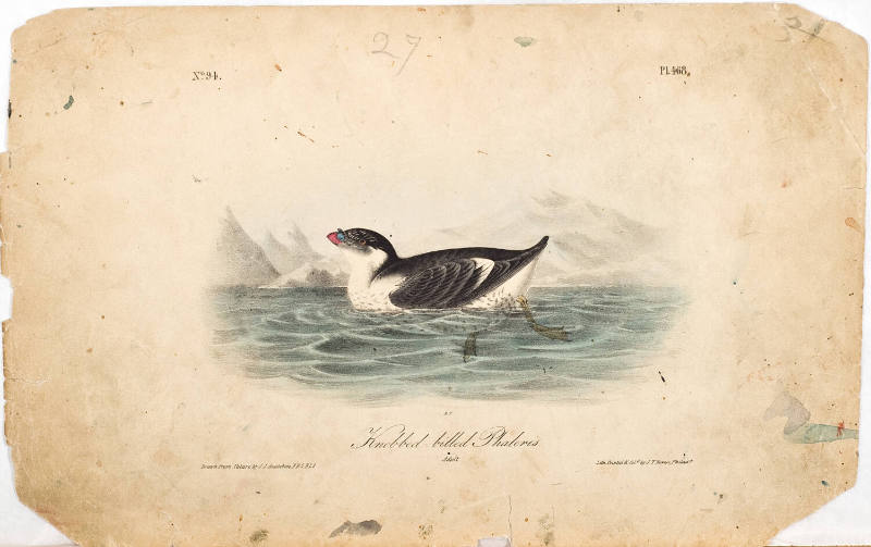 Knobbed-billed Phaleris