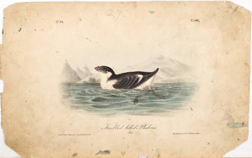 Knobbed-billed Phaleris