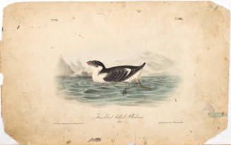 Knobbed-billed Phaleris