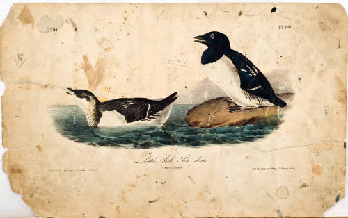 Little Auk, Sea Dove