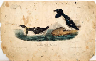 Little Auk, Sea Dove